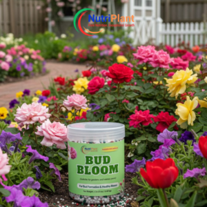 BUD BLOOM-BUD FORMATION & HEALTHY BLOOMS